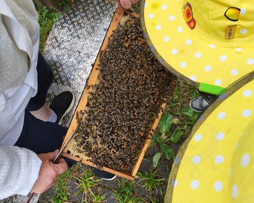 Wir besuchen den Imkerverein Stuttgart 